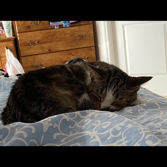 Meet your Posher, Tracy - Picture 3 of 5